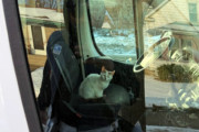 【海外】凍える猫、郵便配達員に「助けて」と駆け寄る！トラックに乗り込みたい理由とは？