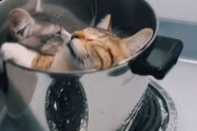 食事の支度をしようとしたら子猫たちが自ら具材となって鍋に入り込んでいた