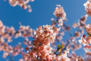 アメリカ人「日本で例年よりも早く咲く河津桜を撮影しました。」