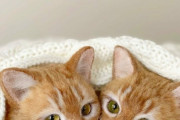 海外「この日本人が作る羊毛フェルトの猫がリアルすぎる！」