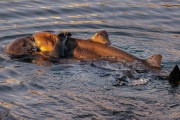 ラッコがサメを捕食！？カリフォルニア沖でサメを抱きしめるラッコの姿が捉えられる（アメリカ）