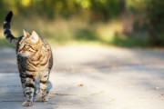 「子供たちが賞金目当てに野良ネコを始末してまわる狩猟大会」ニュージーランドで堂々の開催へ・・
