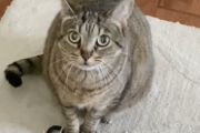 ネッコ「飼い主よストレス溜まってんのか？これで遊ぼうぜ。」