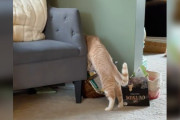 【海外】里親に戻された猫が、妹猫を探し続ける心温まるストーリー