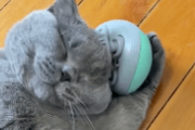 海外「マッサージ器にご満悦の猫さん」