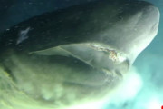 巨大な深海サメ「カグラザメ」が口を開けて潜水艇に超絶接近する恐怖の瞬間