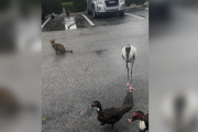 【海外】駐車場で猫を呼んだら、動物たちの大行進が！驚愕の出会いとは？
