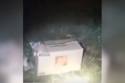 【海外】犬を散歩中に発見！段ボールの中に赤ちゃん15人が！驚きの瞬間とは？