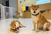 北京初の柴犬専門ドッグカフェがオープン！15匹の柴犬たちに癒される来場者たち