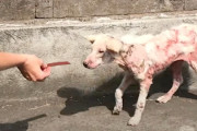 【海外】痛みの中で一人ぼっちだった子犬、やっと誰かに助けられた！