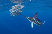 【海外】「ソードフィッシュとマグロは何が違う？知られざる魚の世界を探る」