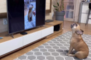 え？テレビで歌ってるのは私…！？つられて一緒に歌うフレンチブルドッグがなんともいい味出してる！