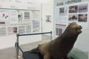 自分たちが絶滅させたのに…日本、独島の象徴「アシカ」を展示して韓国の不法占拠強弁＝韓国の反応