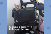海外「一緒について行くニャ。」 世界一周の途中で助けた猫がどこまでも付いて来たので…  海外の反応