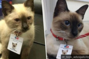 嵐の日にやってきた野良猫を保護し「猫弁護士」として雇用した弁護士協会（ブラジル）