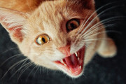 「猫のためにDIYしてる時に一番邪魔なのは猫だね」猫の爪研ぎを自作してみた 海外の反応