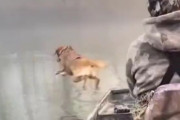 ワンちゃん「湖の上に何かいるなぁ」。ワンちゃんが溺れたリスさんを救出！