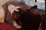 スネていても飼い主さんの歌声には反応しちゃうハスキー 海外の反応