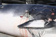 【極悪非道】韓国人がクジラを虐殺！クジラに銛6本を突き刺し死ぬまで船で引きずり回す‥　韓国の反応