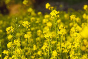 【海外】植物の知能に迫る！知られざる10の不思議な真実