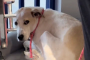【海外】「5年間待ち続けたシェルター犬の切ない真実：信頼できる人をあきらめた彼の物語」