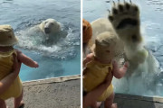 お母さんと赤ちゃんがホッキョクグマからの「予想外」のサプライズに大興奮