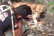 穴に落ち、胸から腹にかけて大きな裂傷を負っていたワンコ、インドの保護団体に救われダブルキスを貰う人気者へ