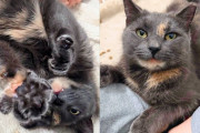 【海外】「路上から rescuedされた猫が見せた、愛情を求める驚きの行動とは？」