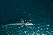 【海外】アイスランドがクジラ漁を再開！禁止が永遠に続くと期待されていた理由とは？