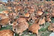 一面が鹿だらけになる奈良の「鹿だまり」に海外もびっくり仰天（海外の反応）