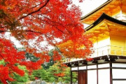 海外「恋してる！」日本人以上に日本文化を愛してしまった外国人がちに海外が感動