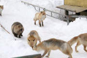 韓国人「日本のキツネ動物園になんか紛れ込んでるのがいるｗｗｗ」