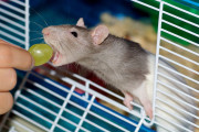 【海外】ネズミは何を食べる？驚きの食事内容と意外な習性を徹底解説！
