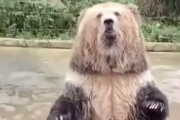 こっちにも頼むわ。ボディランゲージを完全に理解して餌を要求するクマさん。海外の反応