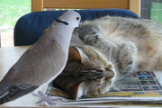我慢してお昼寝を続けるネコと、怒られるまで鳴き続けるトリ  海外の反応