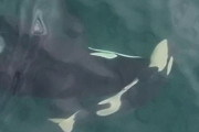 せつない…。またしてもシャチの母が亡くなった我が子を抱えて泳ぎ続ける