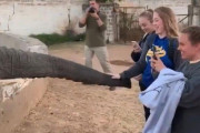 「ゾウの写真を撮ろうとスマホを向けた女の子が…鼻パンチを食らってしまう」→それには理由があった