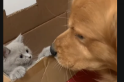 一匹で寂しかったレトリバーに、子猫をプレゼントしてみた。 海外の反応
