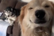 飼い主さんをお出迎えするゴールデンレトリバーの笑顔の裏に隠された真実とは…！