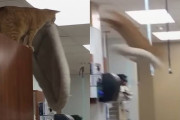 高い所からベッドを持ってジャンプした猫→見事にベッドの上に乗るかたちで着地！