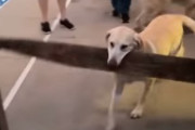 「ひっかかって通れない！」棒が邪魔して先へ進めなくても強行突破しようとする犬