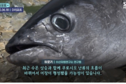 韓国人「最近、日本で大量に獲れすぎている魚を見てみよう」