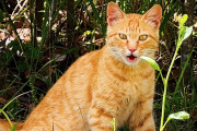 【海外】282日間の待望の瞬間！野良猫との初めてのふれあいに感動の涙がこぼれた瞬間とは？