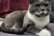 【海外】「4年ぶりに再会！いとこが保護施設のサイトで見つけた猫と家族の感動ストーリー」