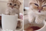 マグカップサイズの子猫ちゃん。眠たくなってきて、今にもマグカップの中で寝ちゃいそうです。