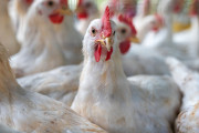 【海外】米国で7年ぶりにH7N9鳥インフルエンザが発生！影響と対策を徹底解析