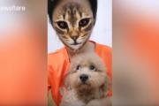 飼い主さんの顔がネコに！？ 画面を見てしまったワンちゃん達の反応がスゴイｗ 海外の反応