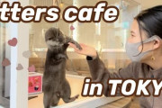 外国人「日本にカワウソカフェってのがあるって？さすがに可愛すぎるだろ・・・」
