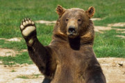 野生のクマが昼寝中の男性に足ツンツン、驚きの瞬間が激写される