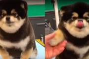 まるでテディベアのよう！まん丸ふわふわワンちゃんにほっこり♪